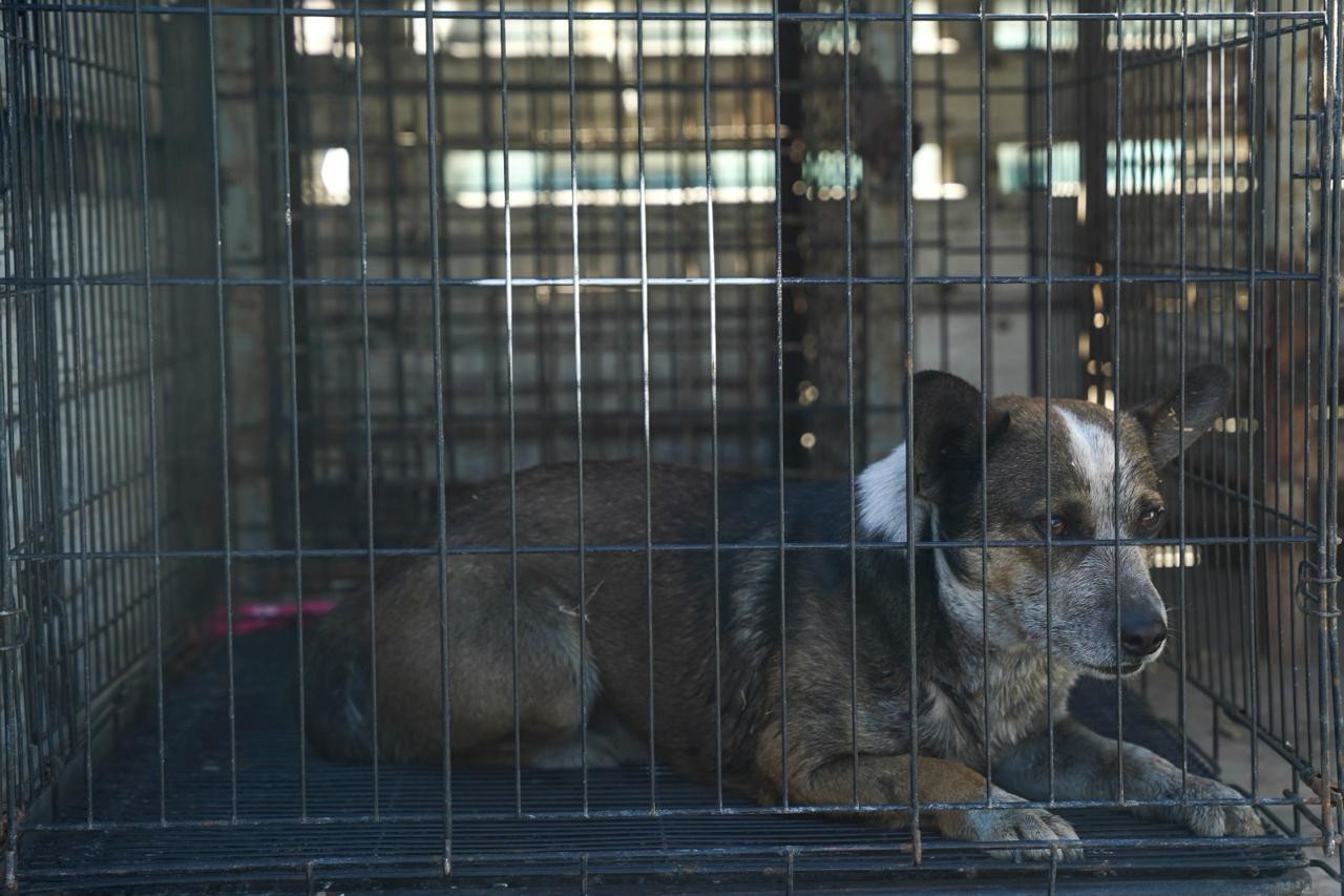 El perrito es el mismo que fue captado aullando el día de ayer y junto con dos gatos fueron capturados por las autoridades, Foto: Especial.