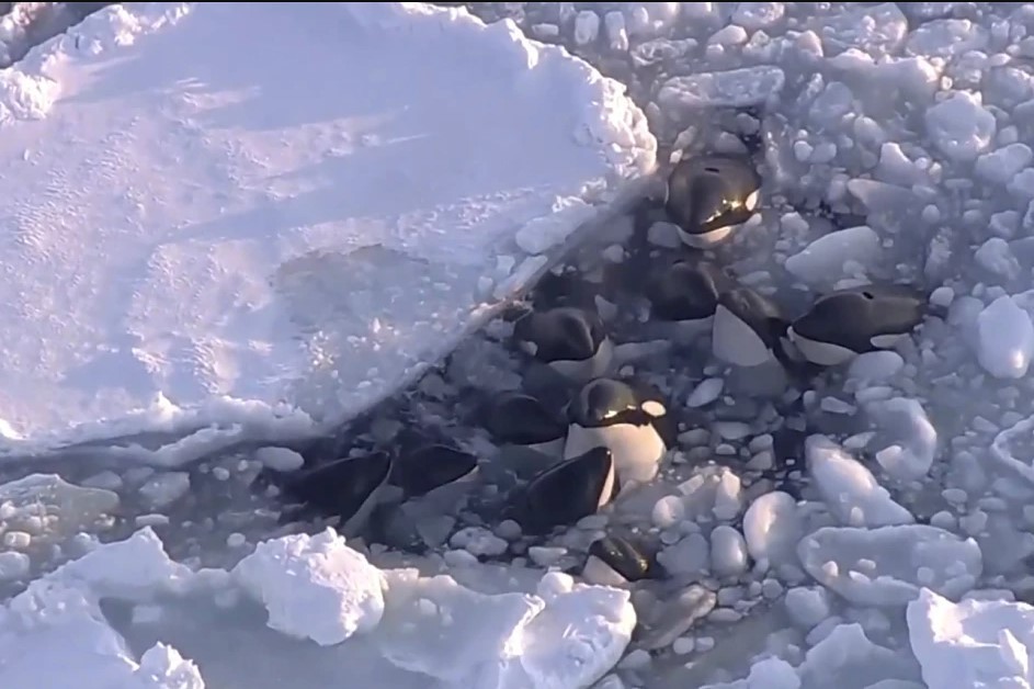 Manada de orcas varadas en un pequeño hueco entre hielo a la deriva, en Rausu, Hokkaido, en el norte de Japón, el 6 de febrero de 2024. (NTV-NNN vía AP)