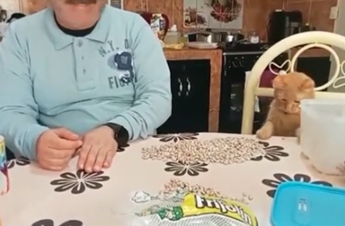 Gatito ayuda a limpiar frijoles y enamora a las redes (VIDEO)