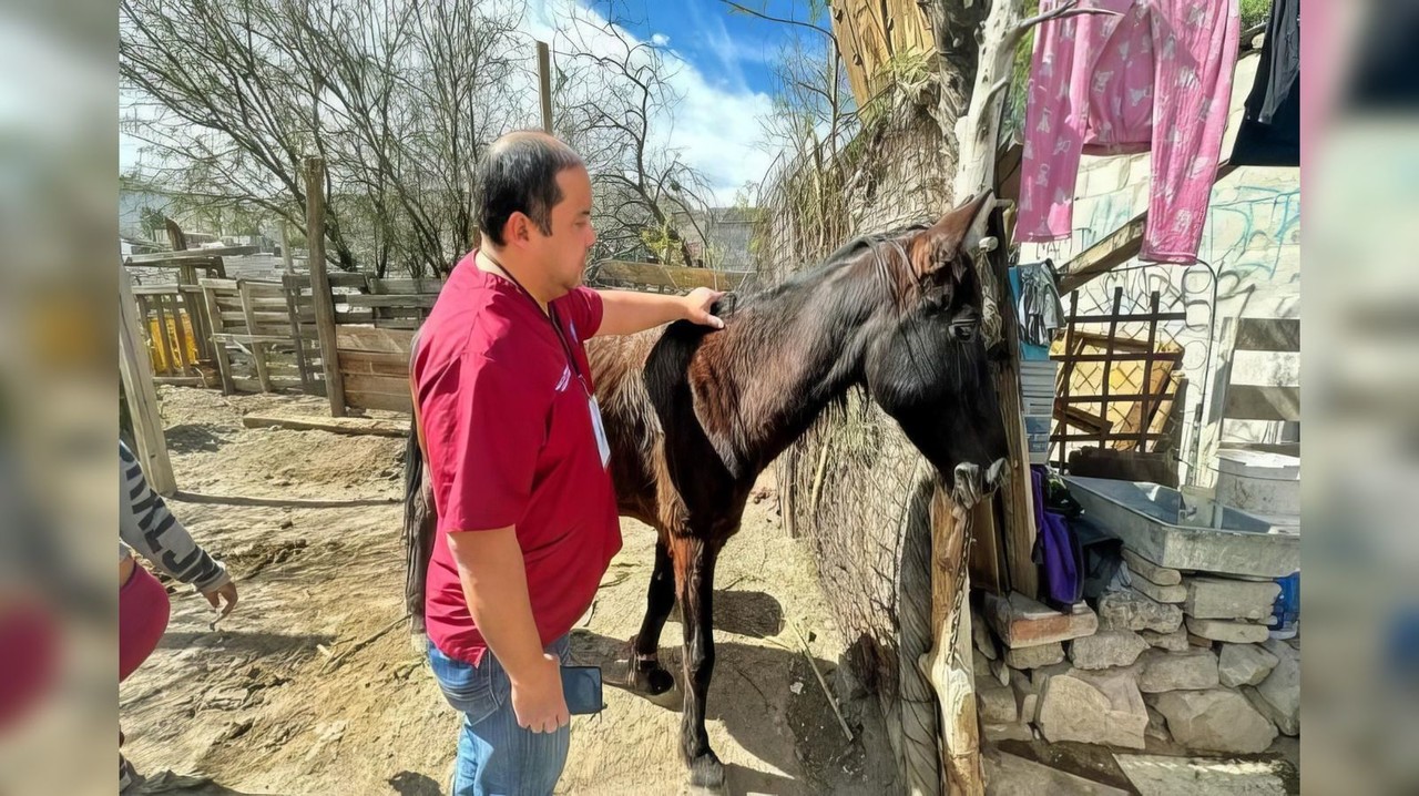 El caballo pertenecía a un carromatero registrado en el padrón municipal. Foto: Facebook Ayuntamiento de Gómez Palacio.