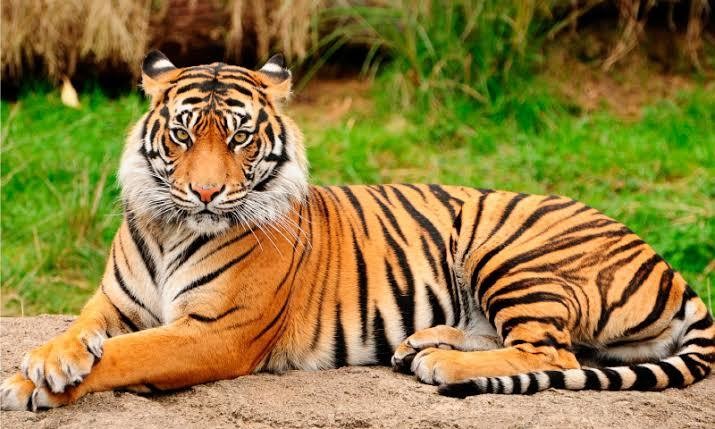 El tigre fue encontrado en una cascada de Avándaro. Imagen: Anipedia.