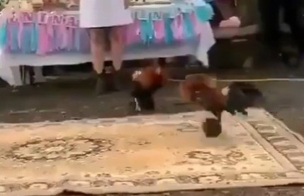 Pelean gallos para revelar género de bebé en Nuevo León (VIDEO)