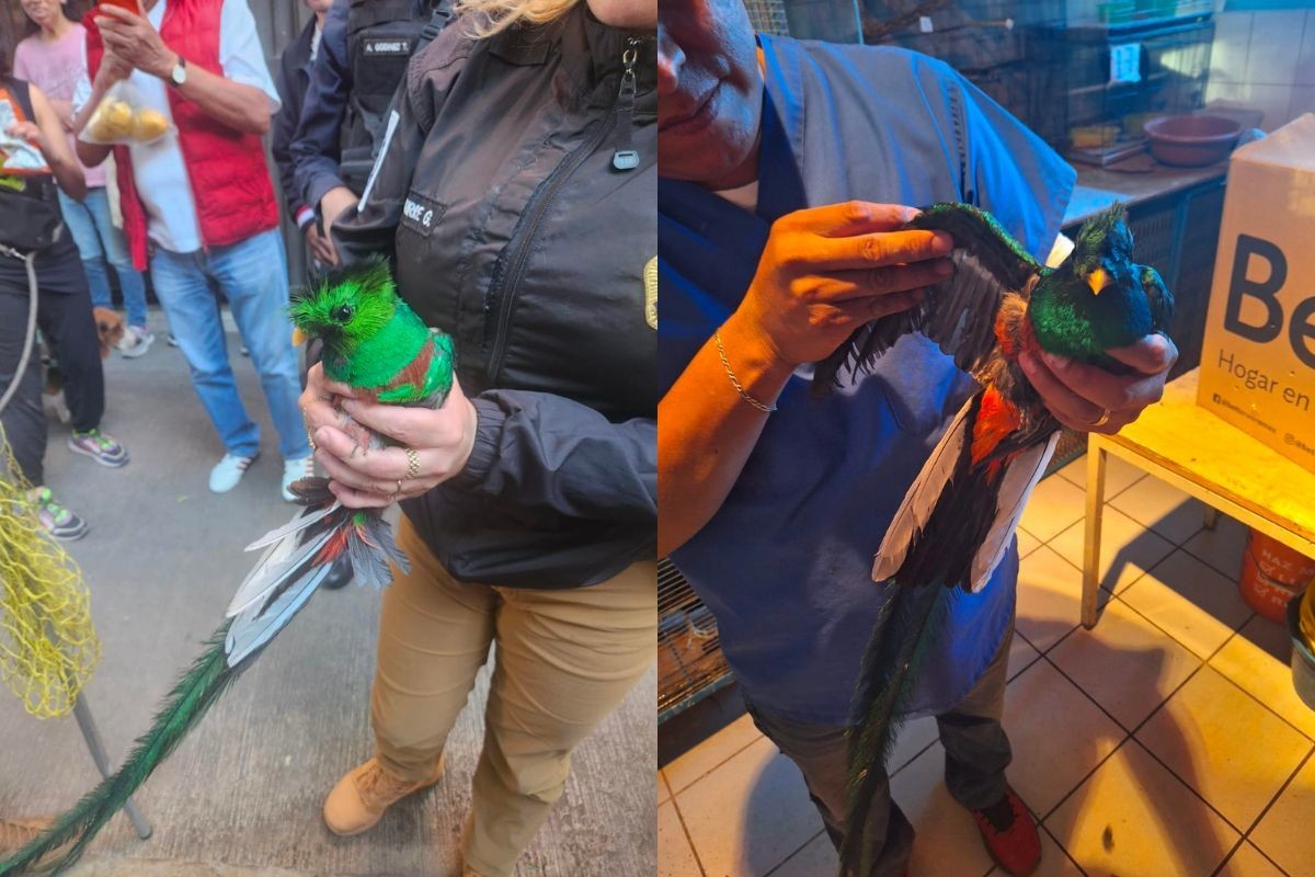 La SSC rescató un quetzal en la Cuauhtémoc, un ave en peligro de extinción Fotos: @rbksokol