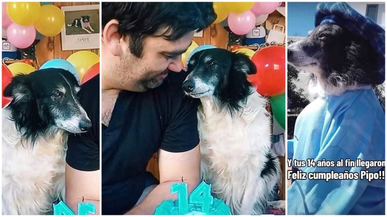 Dueño de perrito Pipo celebra 14 años de amor y gratitud en TikTok (VIDEO)