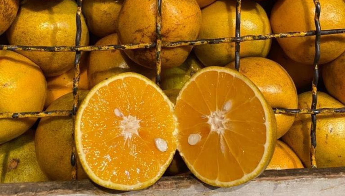 ¿Por qué se les dice 'chinas' a las naranjas dulces en Yucatán?