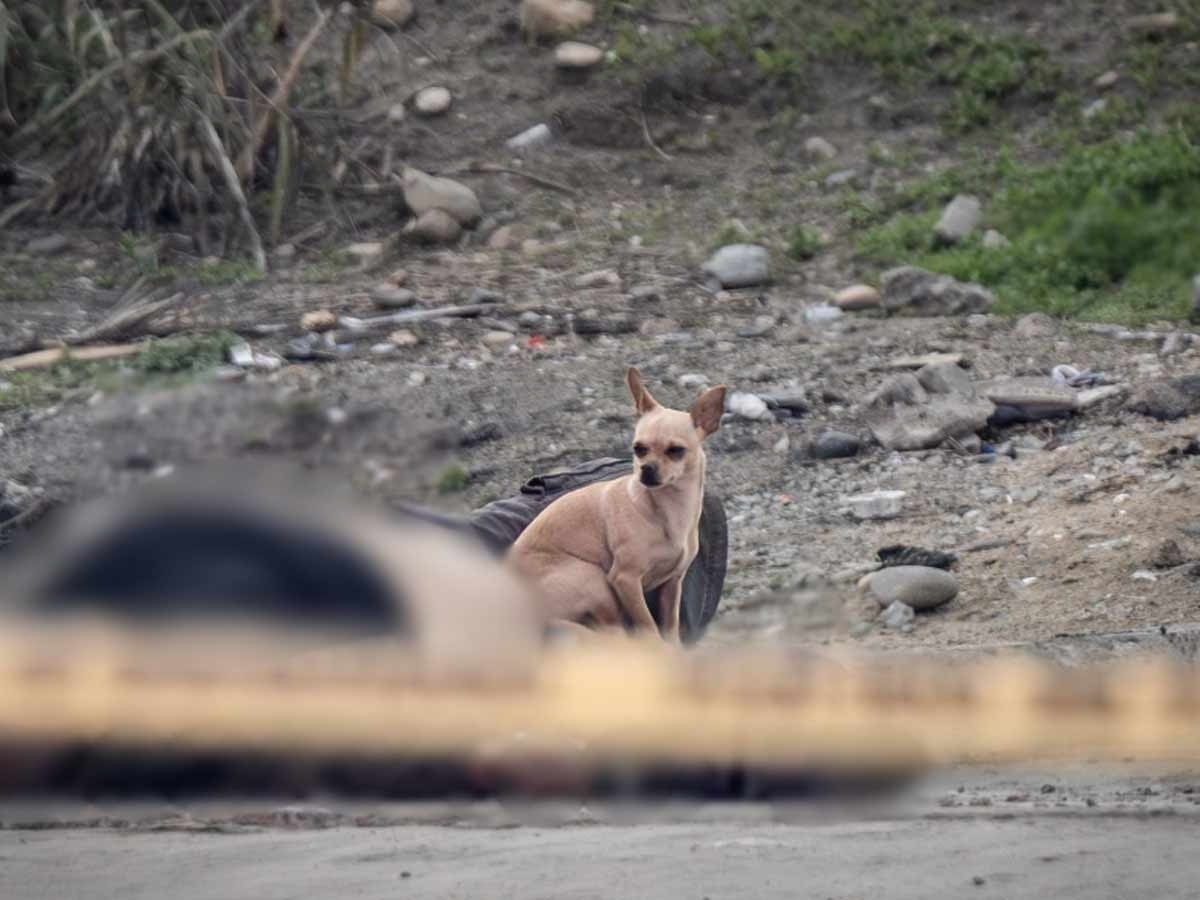 Perrito acompaña cadáver de su dueño e impide a policías en Tijuana