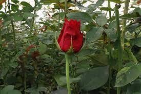 La falta de agua en la entidad fue la causante de la baja de flores. Imagen: GEM