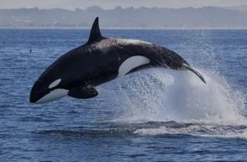 Captan pescadores de Sonora a Orcas devorando a ballena (VIDEO)