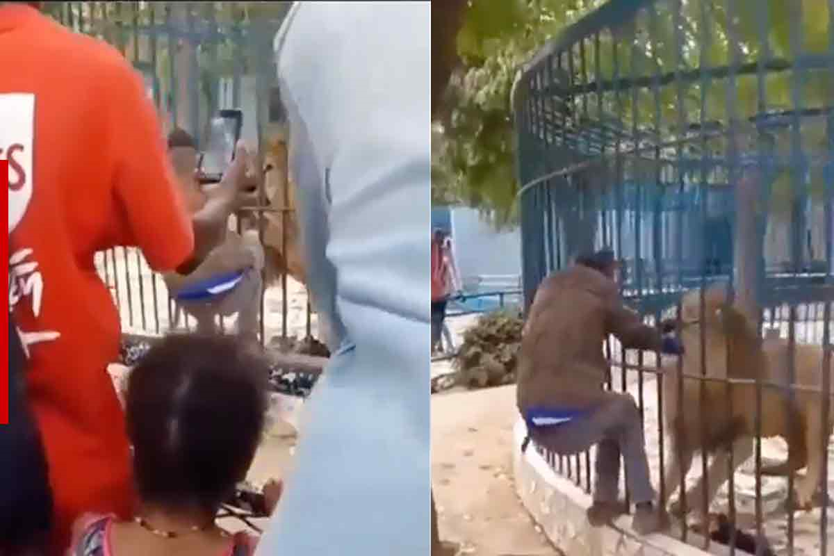León enojado atrapa la mano de un trabajador en zoológico (VIDEO)