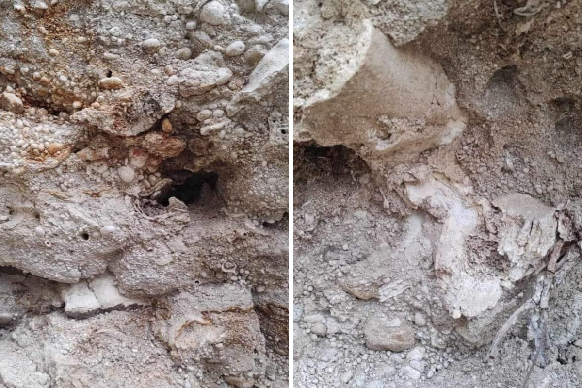 Encuentran posibles fósiles de mamut en Tamaulipas
