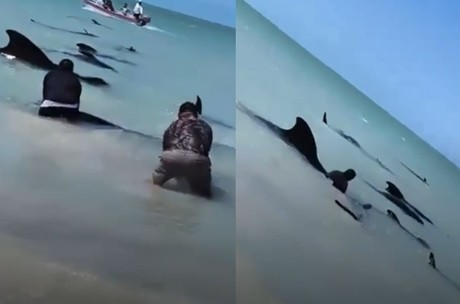 ¿Por qué encallaron 15 delfines en Celestún, Yucatán? Este es el motivo (VIDEO)