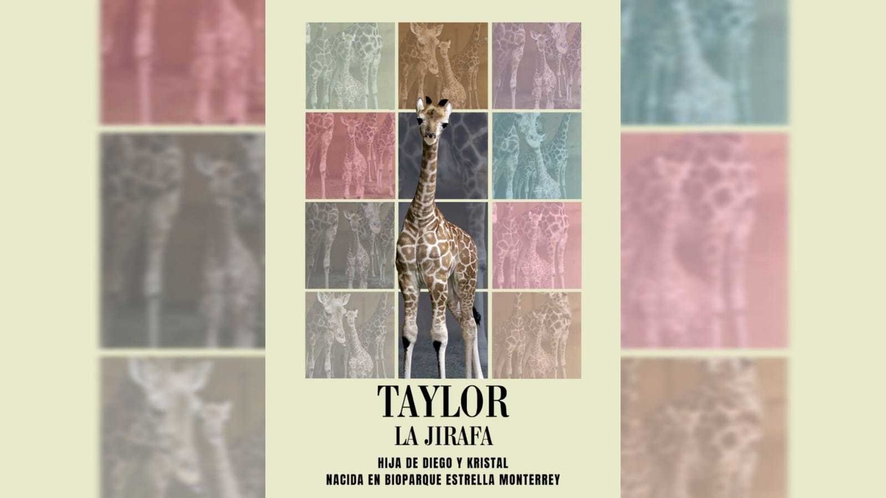 Ponen 'Taylor' a jirafa nacida en el Bioparque Estrella Monterrey