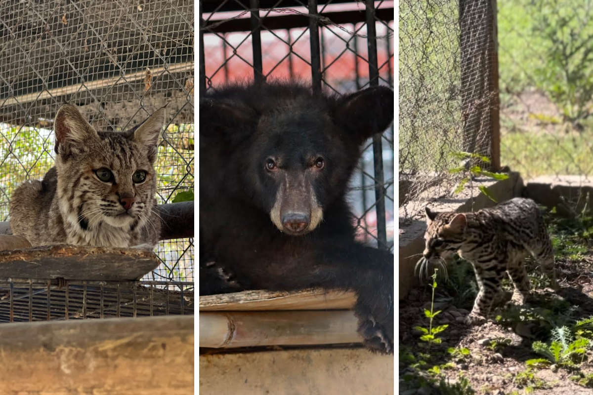 Se recuperan con éxito osezna, lince y ocelote resguardados en Tamatán