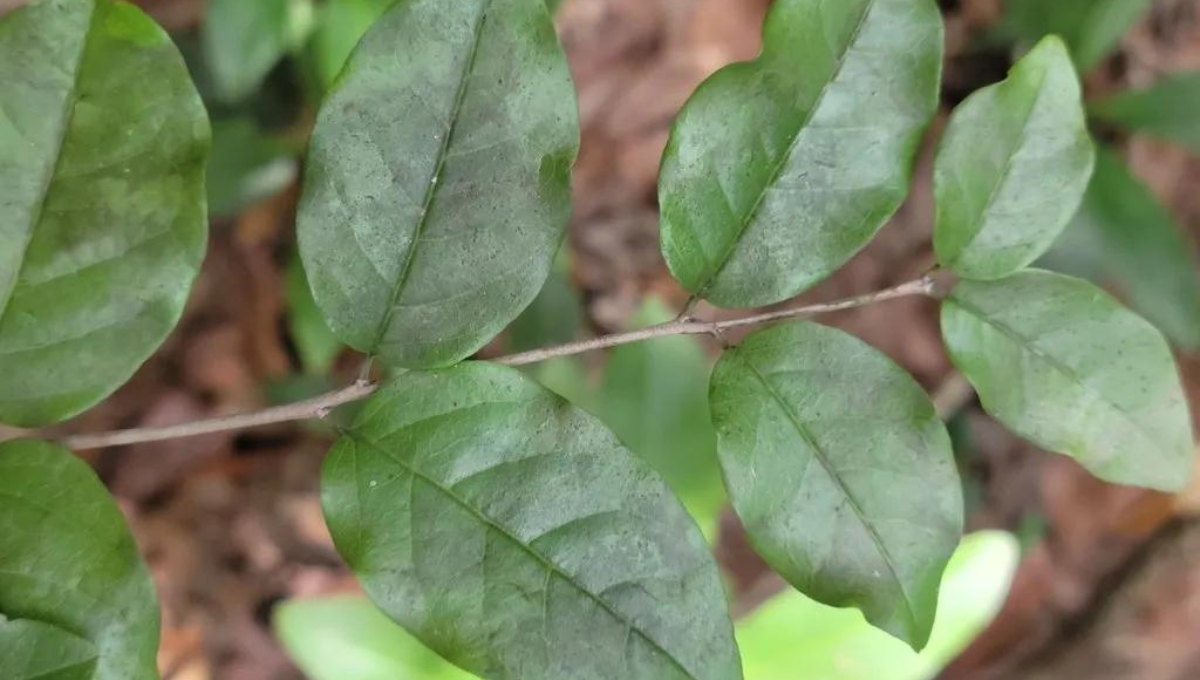 Esta planta también se le conoce 'quiebra hacha' Foto: CICY