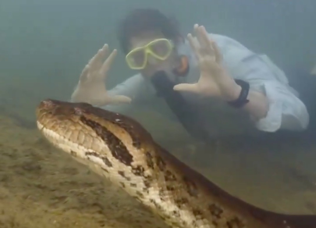 ¡Anaconda gigante! Descubren serpiente de 8 metros y 200 kilos (VIDEO)