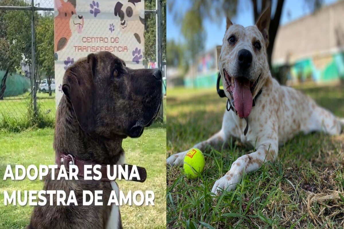 ¡Del Metro a tu casa! Adopta un lomito para este mes del amor, invita el CTC.      Foto: Especial