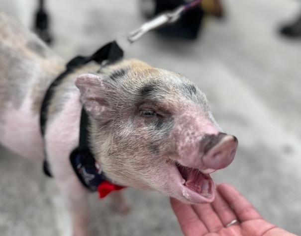 Cerdo arrojado como balón en Capitolio de Luisiana recibe indulto
