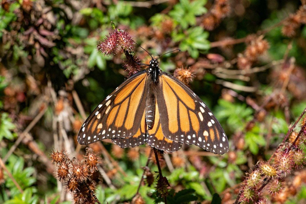 Reduce la presencia de la mariposa Monarca en México por cambio climático