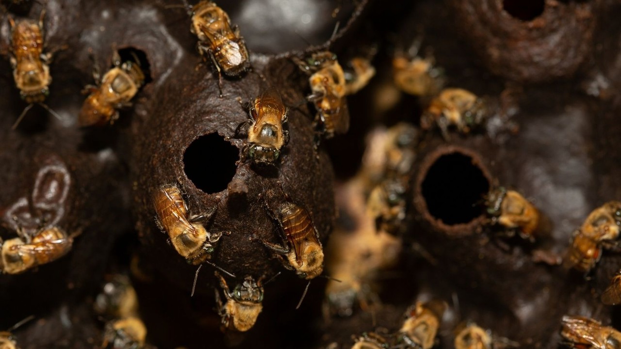 El dulce producido por estas abejas sin aguijón tiene una variedad de aplicaciones medicinales Foto: Ilustrativa