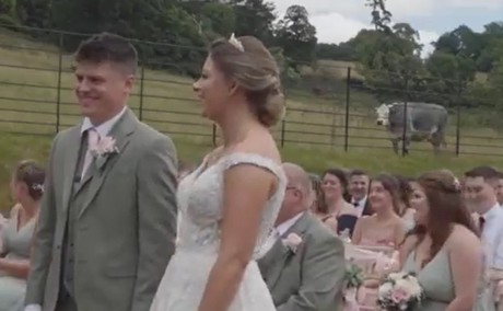 Vaca se opone a boda y causa risas a los novios e invitados (VIDEO)