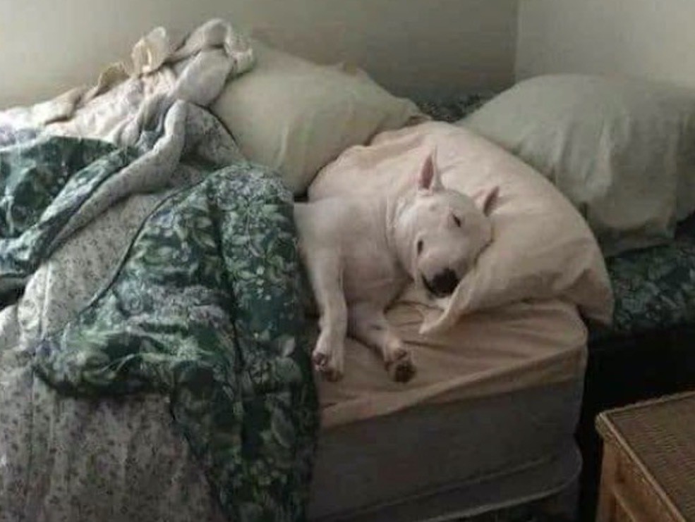 'Milo', perro se queda con el cuarto del hijo de sus dueños y se hace viral