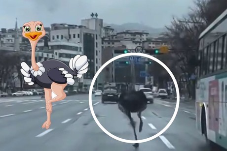 Avestruz escapa de zoológico y corre libremente por las calles