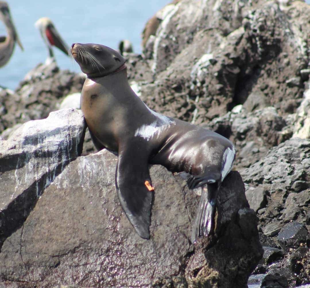 Liberan a lobo marino atrapado en red de pesca en San Rafaelito, La Paz