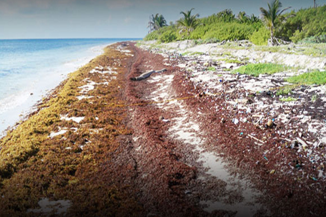 ¿Cómo afecta el sargazo a las playas de Yucatán?