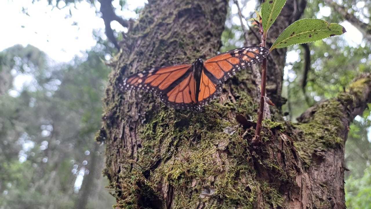 Disminuyó casi 60% la llegada de Mariposa Monarca al Edomex