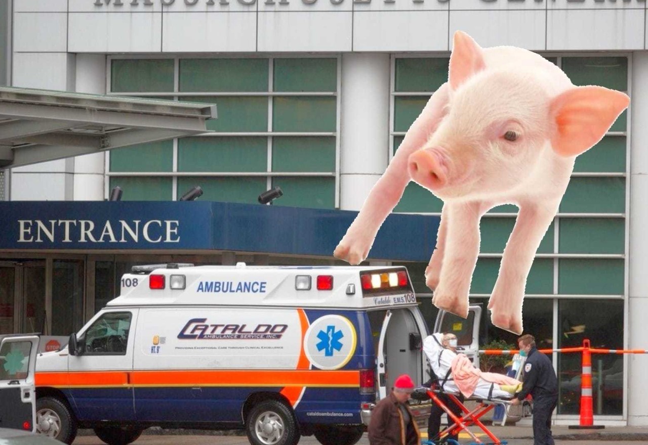 Médicos en Boston dicen que han trasplantado el riñón genéticamente modificado de un cerdo a un paciente de 62 años. Es el primer trasplante de un riñón de cerdo a una persona viva. (AP Foto/Michael Dwyer, File)
