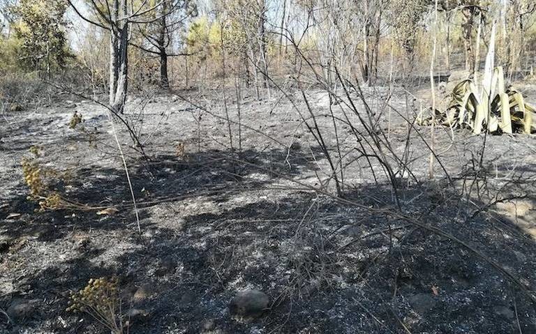 Incendios forestales destruyen el Parque Nacional de los Remedios