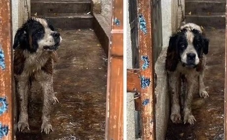 Rescatan a perro San Bernardo del maltrato animal en Guadalupe