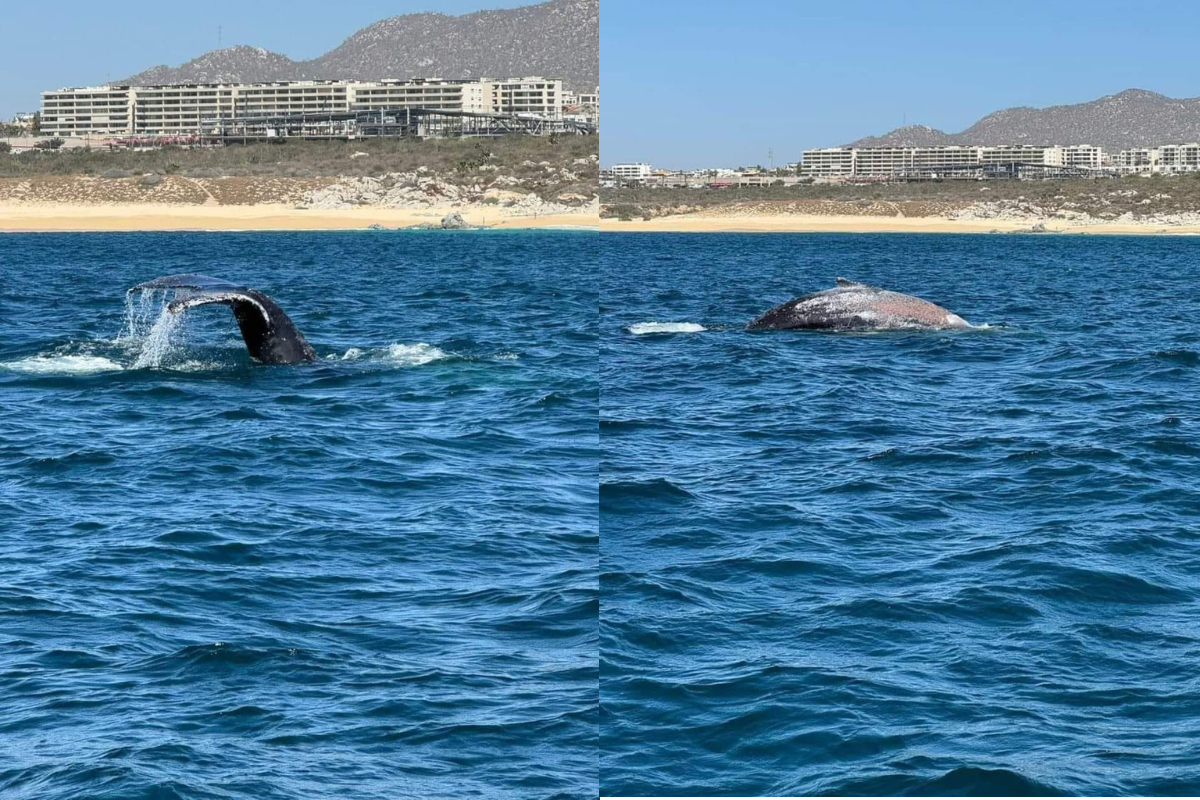 Salvan a ballena enmallada en Punta Cabeza de Ballena en Los Cabos. Foto: Secretaría de Marina
