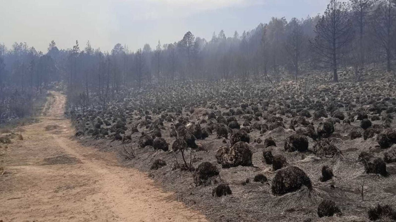 Los incendios forestales siguen en aumento en Edoméx, son 25 activos. Foto: FB Abraham Sainos