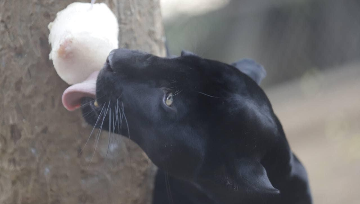 Hidratan a animales del Zoológico del Centenario de Mérida con paletas de hielo