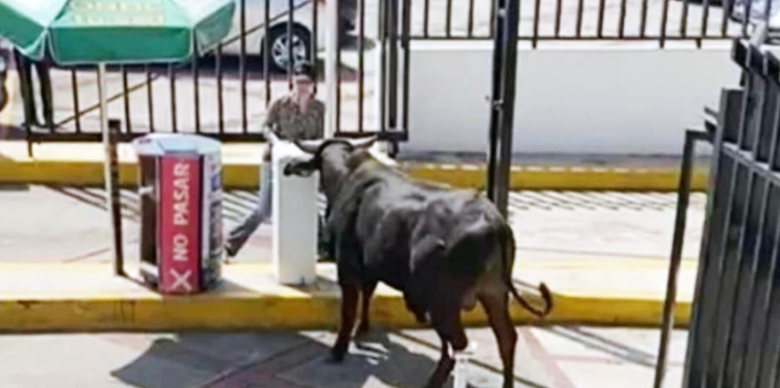¡Olé! Un toro se metió a una escuela en el Pedregal