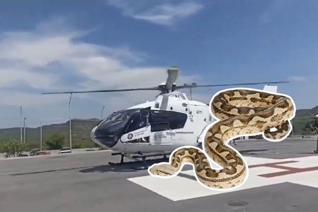 Traslado aéreo por mordedura de serpiente en Santiago (VIDEO)