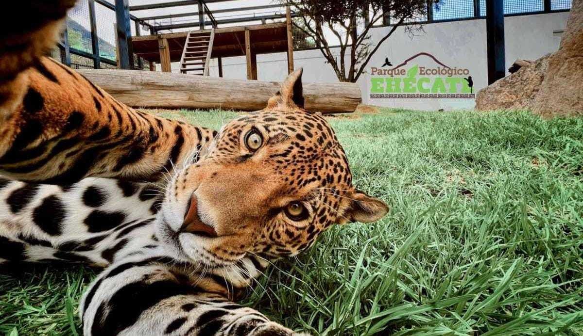 Primer regidor de Ecatepec anuncia medidas para proteger a 530 animales del zoológico ante ola de calor. Foto: Especial