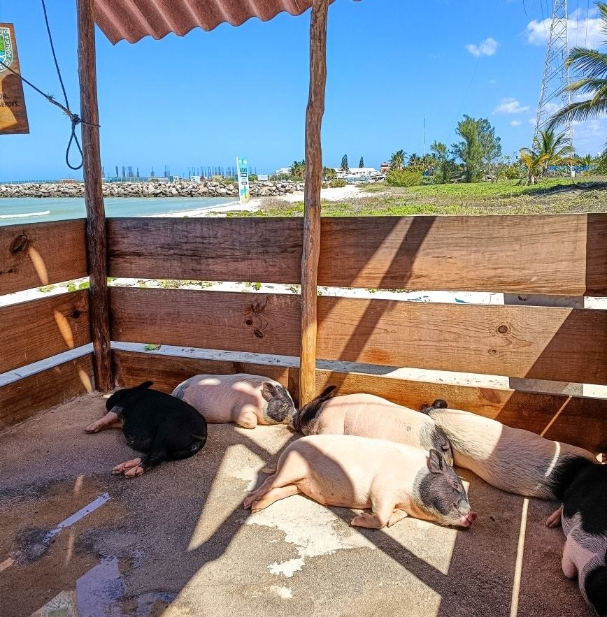 Pig Beach o Playa de los cerditos en Yucaltepen. Foto: Redes sociales