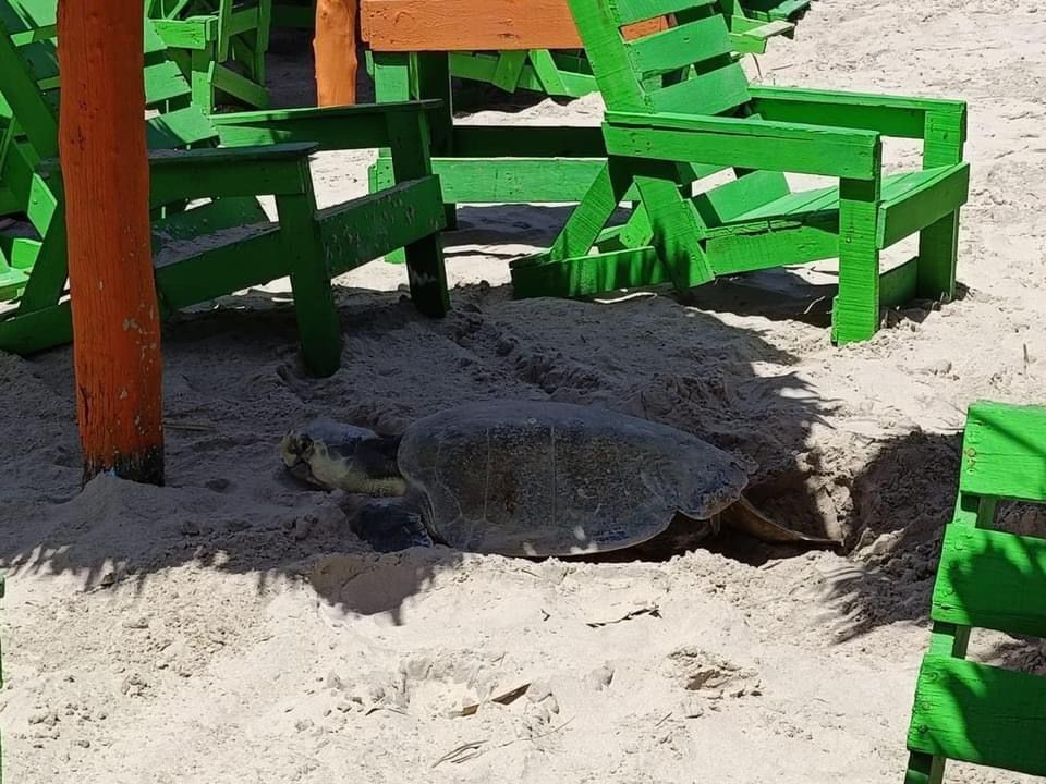 Arriban primeras tortugas Lora para desovar en Playa Miramar