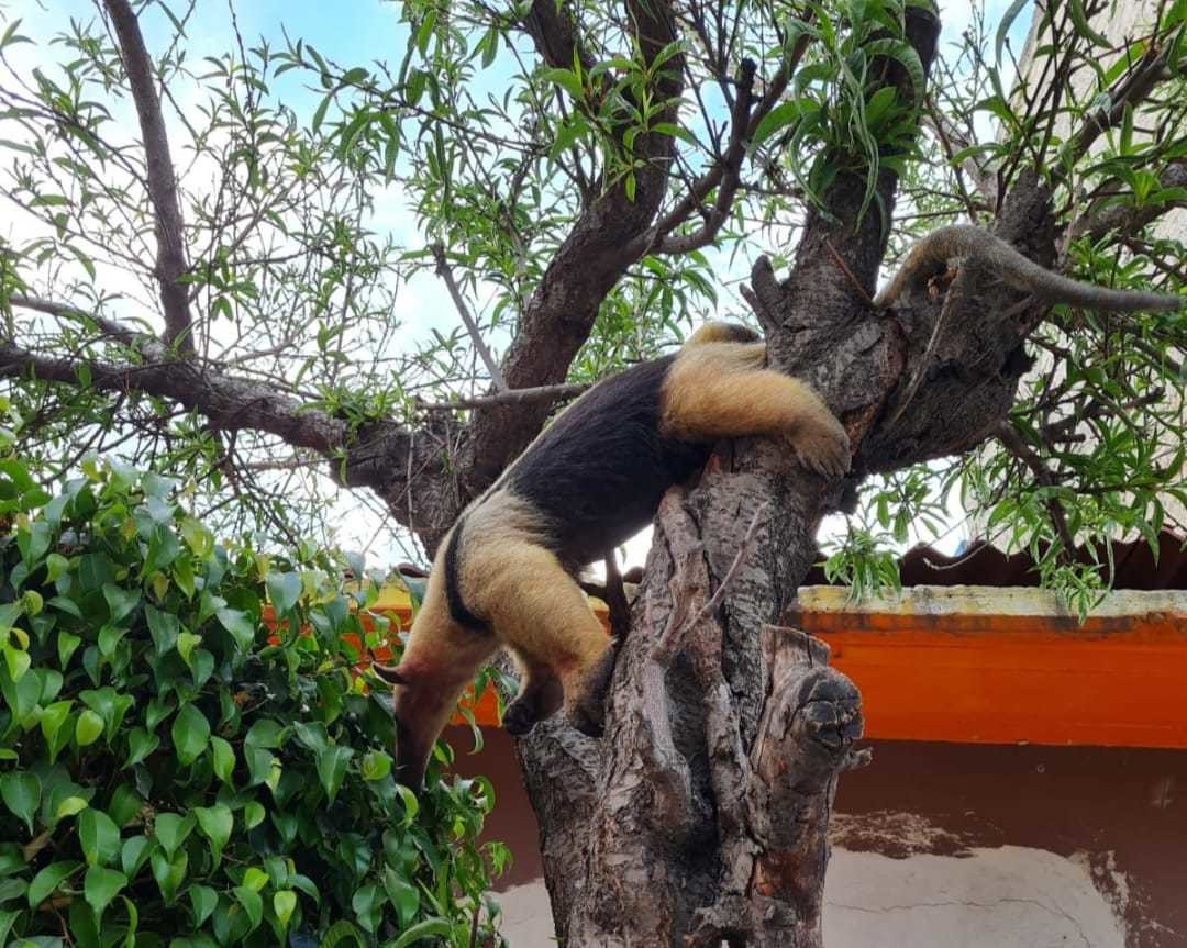 Fue gracias a la denuncia de los vecinos quienes obsevaron a un oso hormiguero en lo alto de un árbol. Imagen: Gob. Neza.