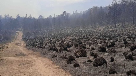 Suman 25 incendios forestales activos en Edoméx, van en aumento