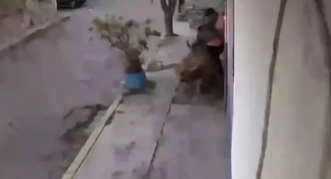 Ataca jauría a dos jóvenes en Metepec; resguardan a perros agresores (VIDEO)