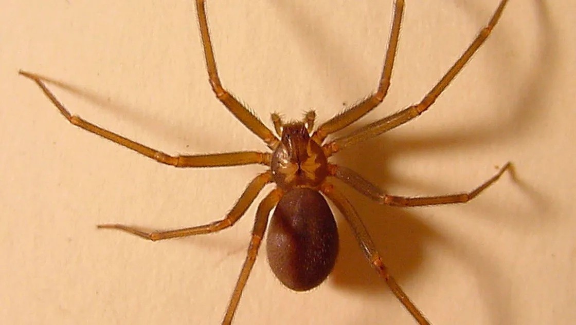 La picadura de araña violinista puede provocar la muerte debido a que su veneno disuelve los tejidos. Foto: Periódico La Redacción