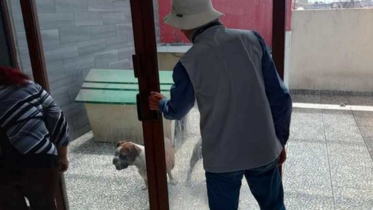 Los cuatro perritos rescatados fueron llevados al Centro de Control Canino “Zoonosis” en Neza, en tanto las investigaciones siguen. Foto: PROPAEM