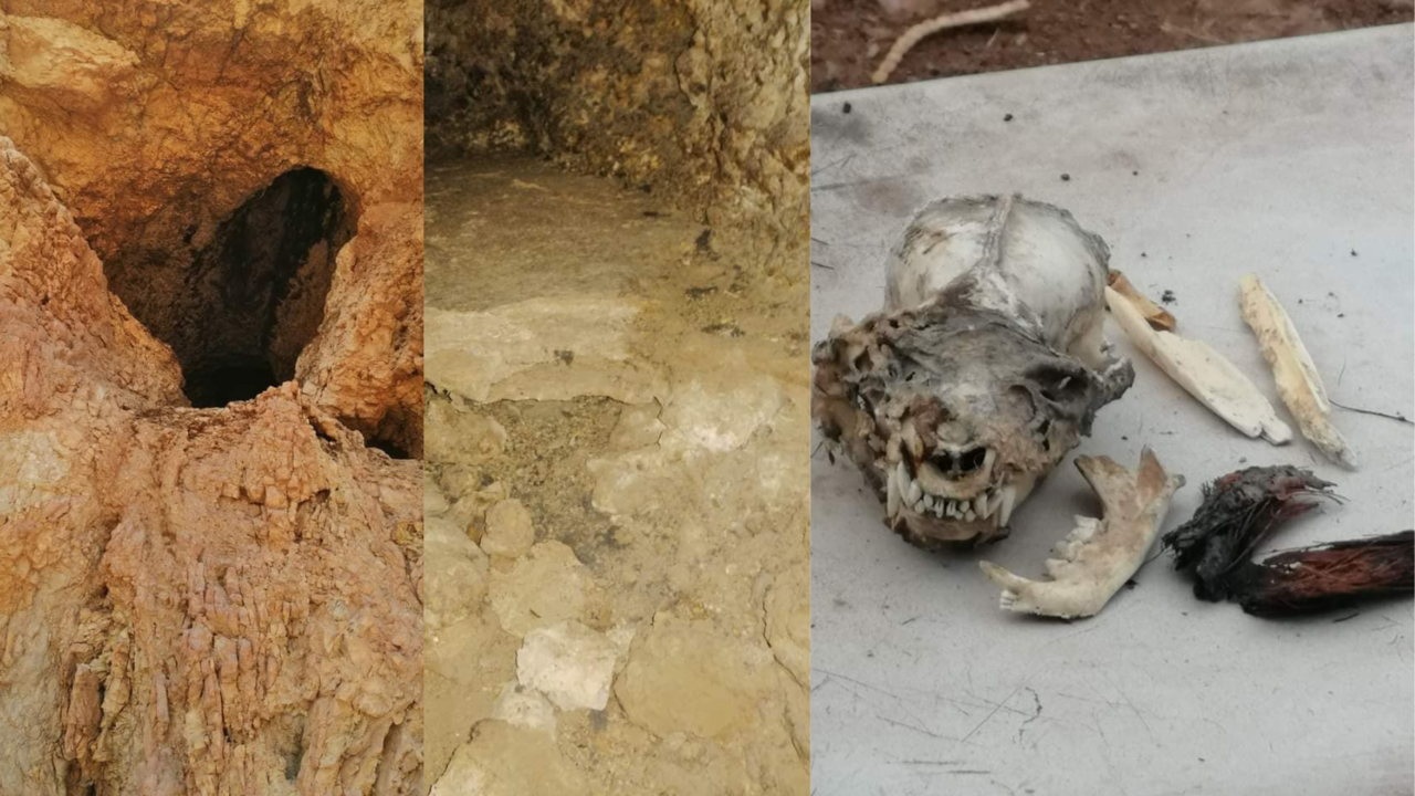 ¿Descubren cráneo del Chupacabras en Coahuila? Aquí te contamos los detalles