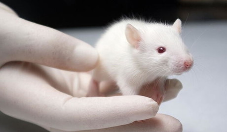 Polémica por experimentos con animales en universidad de Metepec