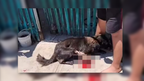 Denuncian a hombre en Yucatán por mutilar con machete a perro callejero