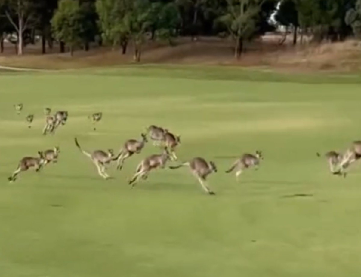 Invade manada de 200 canguros campo de golf ¡Como Juan por su casa! (VIDEO)