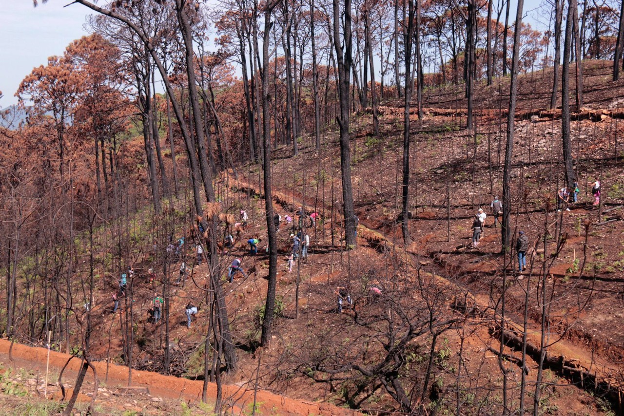 Ante la baja de reforestación en Edoméx, la masa forestal disminuye considerablemente cada año. Foto: Probosque